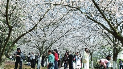樱花烂漫引客来
