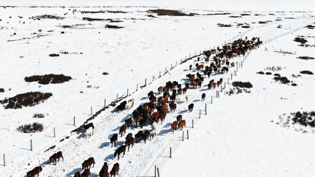 春耕启幕　骏马归原