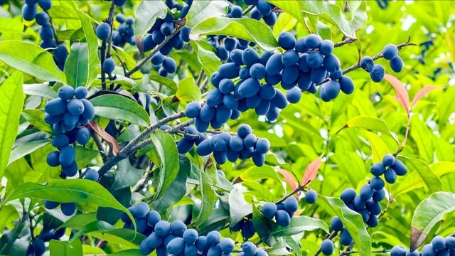 警惕！街头满树桂花果 虽诱人但不能直接食用