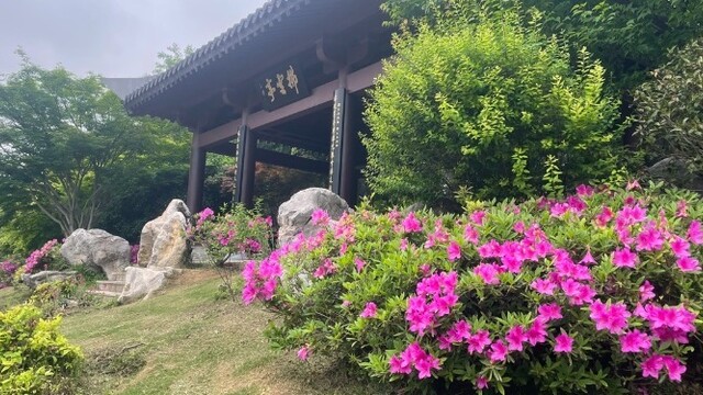 武汉C位万紫千红！龟山40万株杜鹃笑傲大江大湖！