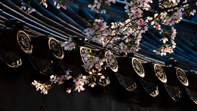 千年古刹樱如雪，12张光影定格黄州安国寺的春