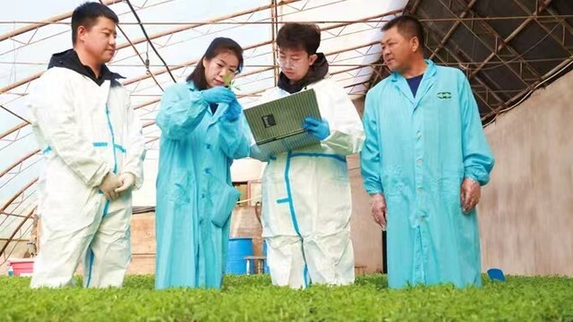 甘肃临泽守护蔬菜制种“金色芯片”
