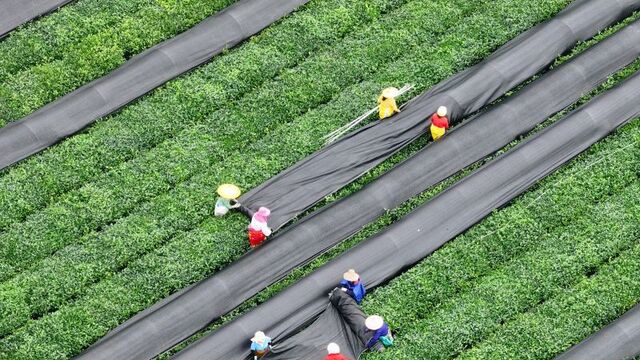 茶树“穿衣”遮阳促生长