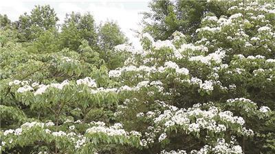 油桐花开似雪来 “醉”美人间五月天