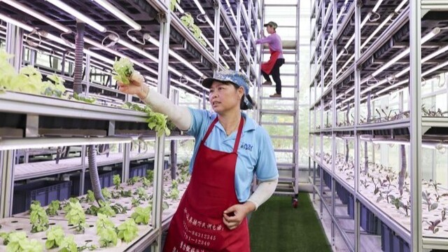 智慧大棚管护忙