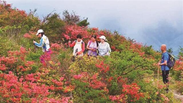 千亩杜鹃绘山景