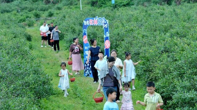 游客采摘感受“莓”好乐趣