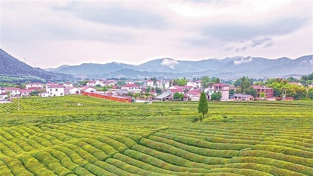 茶旅融合