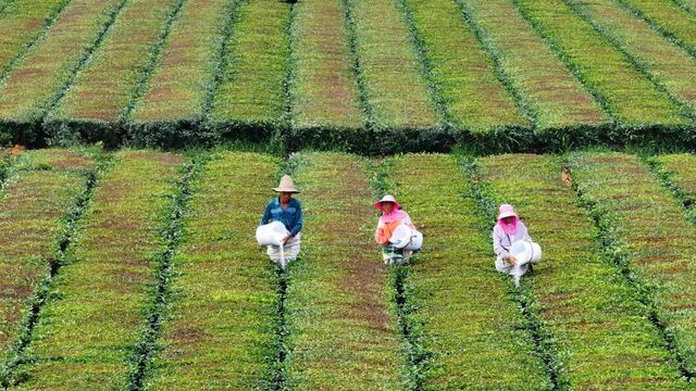 夏茶管护忙