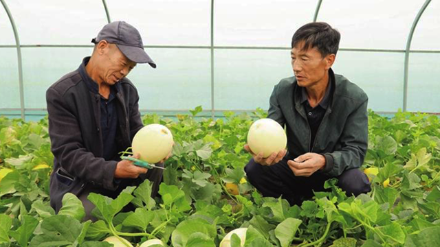 甘肃皋兰智慧种植拓销路