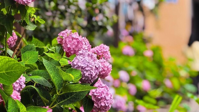 绣球花开迎客来