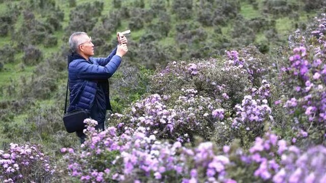 甘肃天祝：杜鹃花开引客来