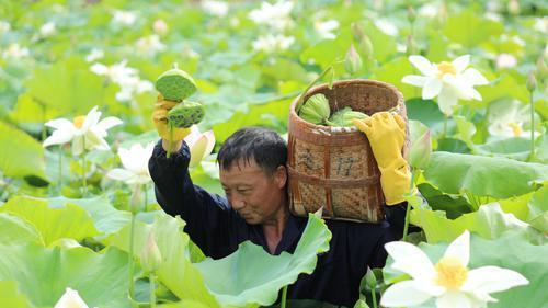 “荷”美乡村
