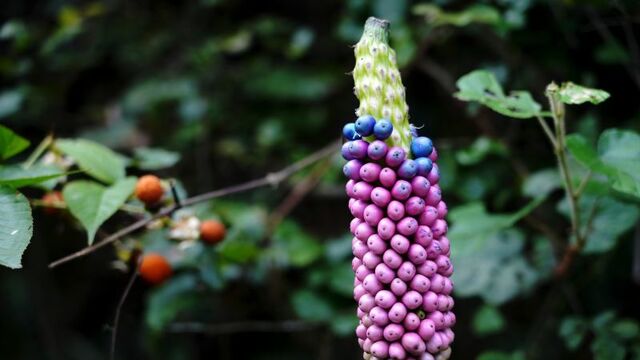 山林发现数株野生魔芋