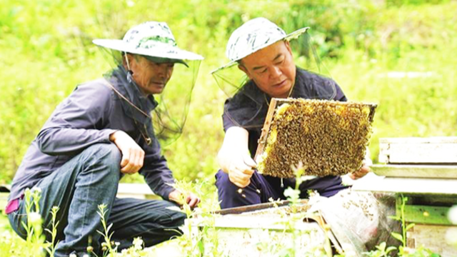 甘肃成县：林下产业兴旺有“蜜药”