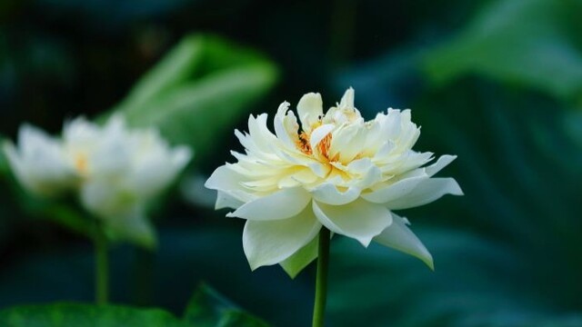 夏日荷塘白莲开