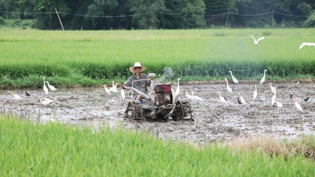 白鹭伴耕 生态画卷