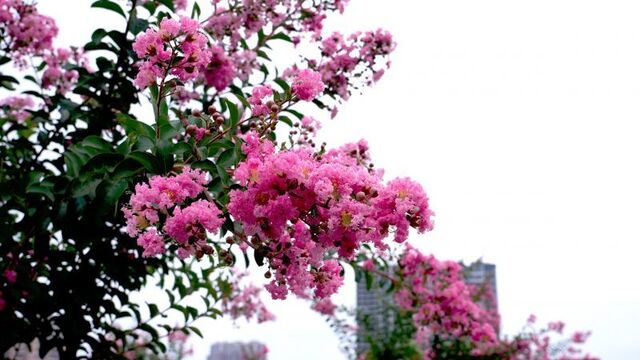 紫薇花开广场靓