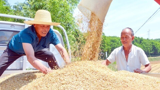 甘肃清水麦浪飘香迎开镰