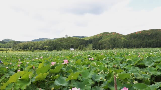 以莲为媒 全媒赋能