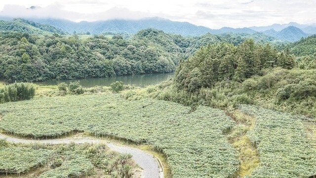 特色种植助增收
