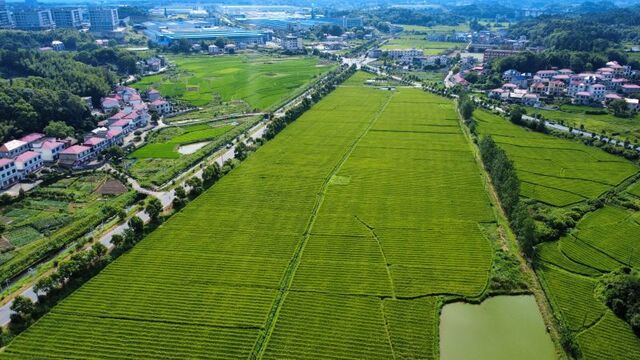 稻田风景入画来