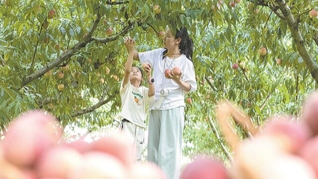 果香四溢醉游人