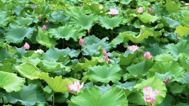 “荷”你有约