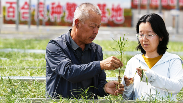 甘肃榆中：百合良种繁育助推乡村振兴