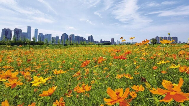 夏日城市花海