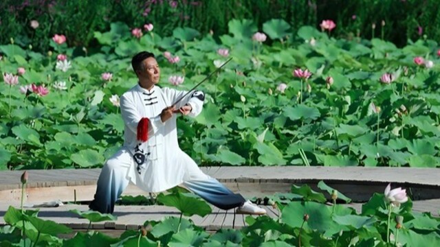 莲荷相伴舞太极　一池青绿入画来
