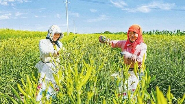 甘肃环县黄花菜采摘忙