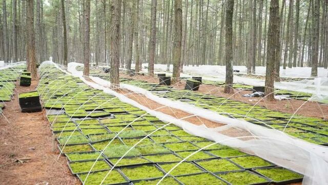 “碎片化”山林变身“连片化”宝地
