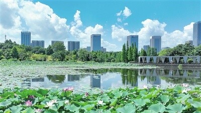 一池荷韵