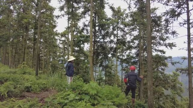 深山里的“铁哨”