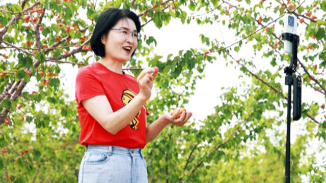 甘肃永昌山野迎来丰收甜