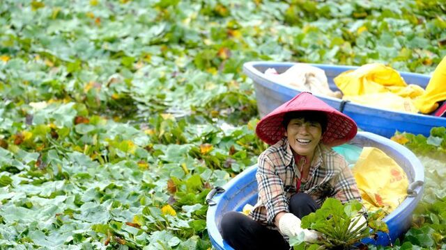 菱角满塘迎丰收