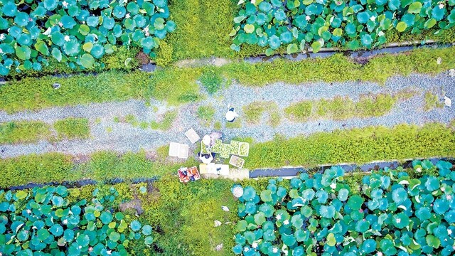 230亩莲蓬迎来丰收季