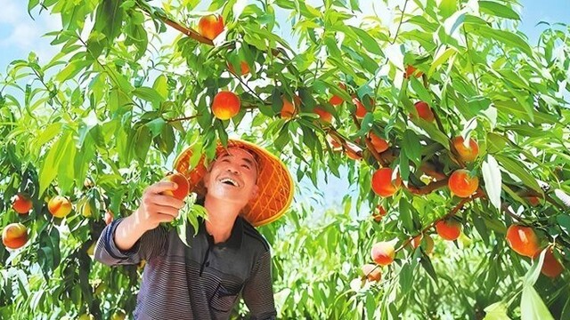 甘肃靖远千亩桃园进入采摘季