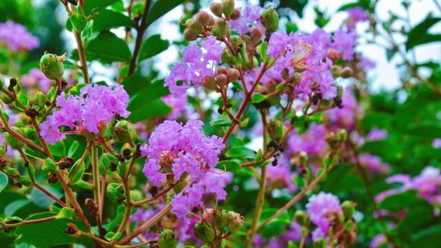 紫薇花开映初秋
