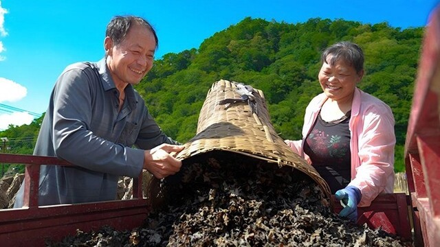 甘肃康县木耳迎丰收