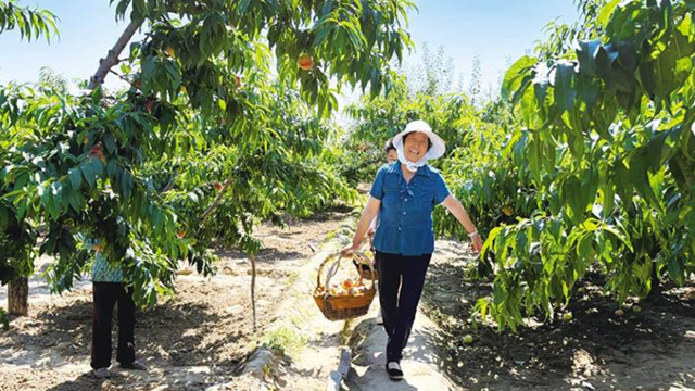 兰州高山蜜桃迎丰收