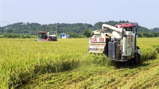抢收水稻