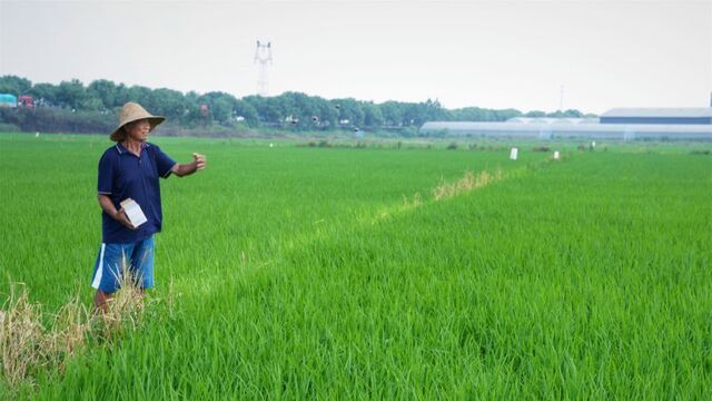 赤眼蜂“上岗”护稻田