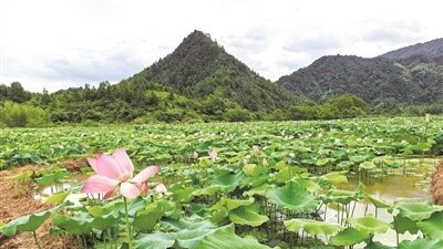 抛荒地结出“致富莲”