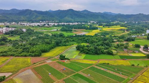 花生丰收季 村民采收忙