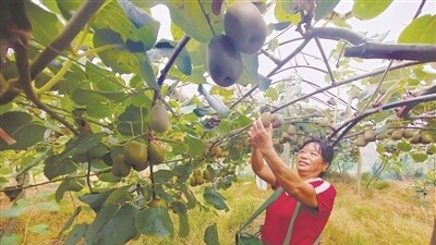 百亩红阳猕猴桃迎丰收