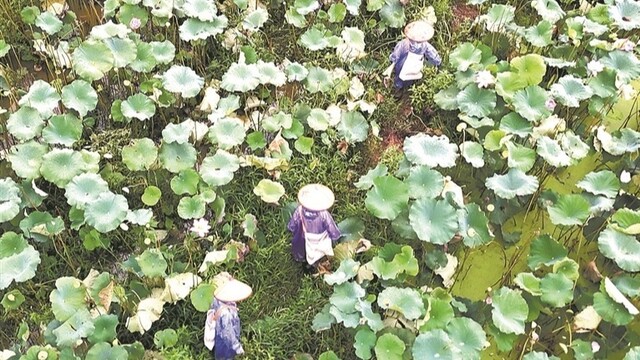 采收莲蓬