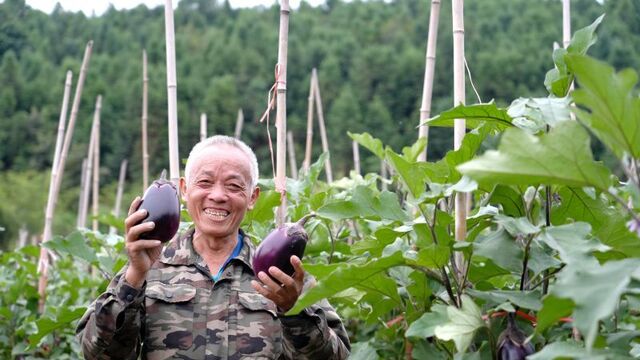 蔬菜丰收 采摘正忙