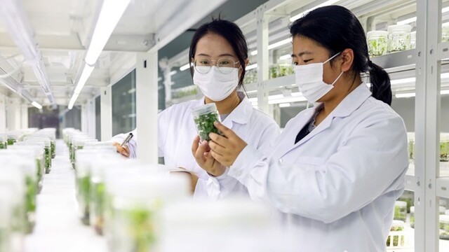 甘肃陇西药材种子get电子身份证